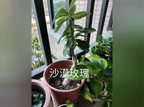 陽台西曬遮陽|西曬植物推薦指南：打造室內綠意的避暑祕方 